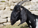Filename=278_6.jpg
Filesize=80KB
Dimensions=600x450
Date added=Mar 09, 2019 278_6.jpg