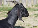 Filename=281_7.jpg
Filesize=75KB
Dimensions=600x450
Date added=Mar 09, 2019 281_7.jpg