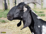 Filename=283_7.jpg
Filesize=82KB
Dimensions=600x450
Date added=Mar 09, 2019 283_7.jpg
