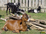 Filename=286_7.jpg
Filesize=106KB
Dimensions=600x450
Date added=Mar 09, 2019 286_7.jpg