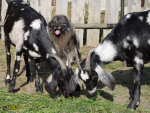Filename=336_9.jpg
Filesize=106KB
Dimensions=600x450
Date added=Mar 09, 2019 336_9.jpg