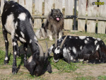 Filename=339_9.jpg
Filesize=103KB
Dimensions=600x450
Date added=Mar 09, 2019 339_9.jpg
