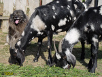 Filename=340_9.jpg
Filesize=105KB
Dimensions=600x450
Date added=Mar 09, 2019 340_9.jpg
