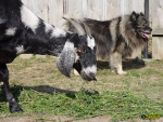 Filename=341_9.jpg
Filesize=107KB
Dimensions=600x450
Date added=Mar 09, 2019 341_9.jpg