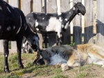 Filename=369_10.jpg
Filesize=98KB
Dimensions=600x450
Date added=Mar 09, 2019 369_10.jpg