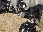 105_4.jpg