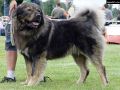 p-cerberus_sejtanova_smecka.jpg