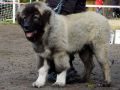 P-GeBucky.jpg
